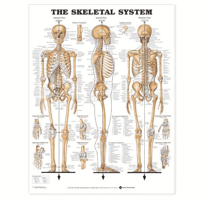 The Skeletal System Wall Chart