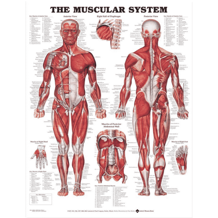 The Muscular System Wall Chart