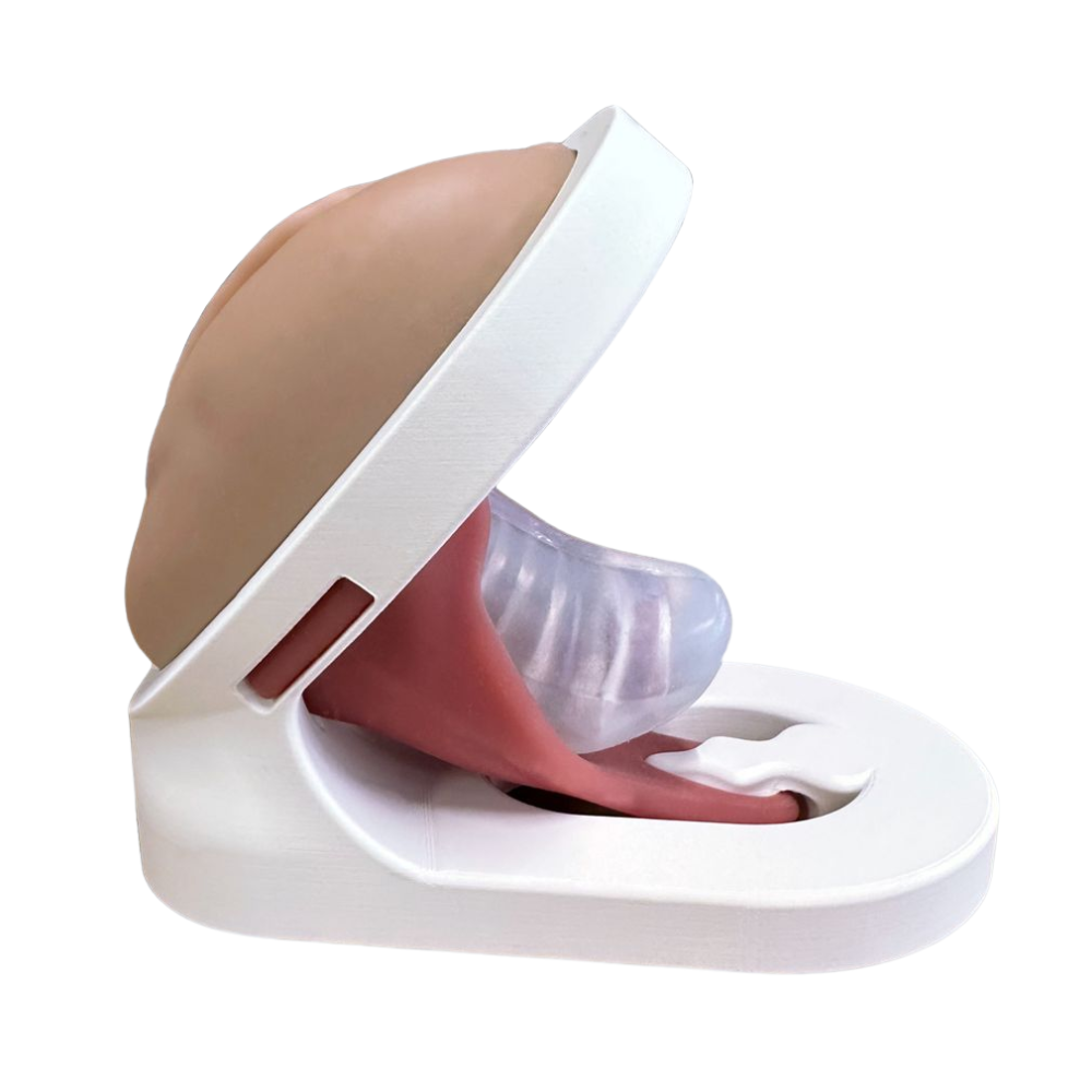 Lily™ Pelvic Floor Levator Ani Pelvic Model