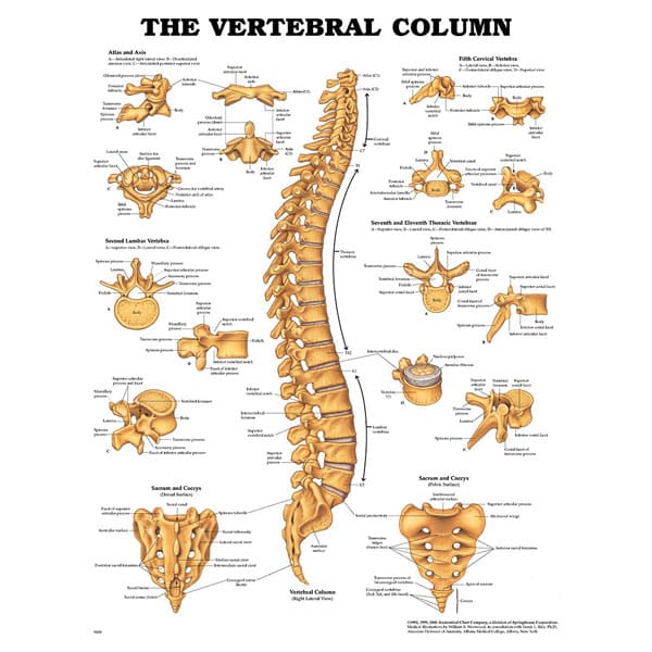 Medical Wall Charts