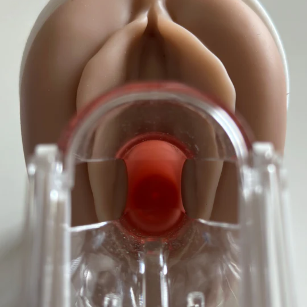 Pelvic Anatomical Models
