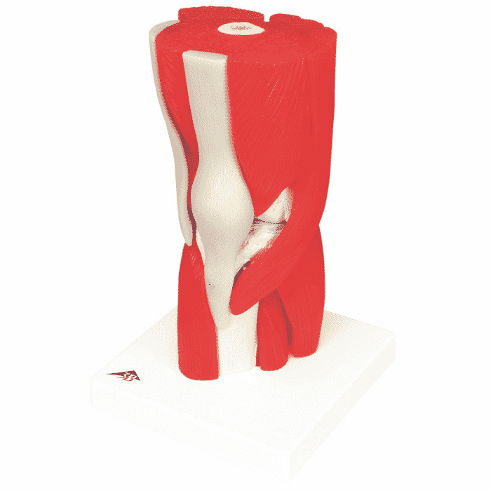 Muscled Knee Joint Model