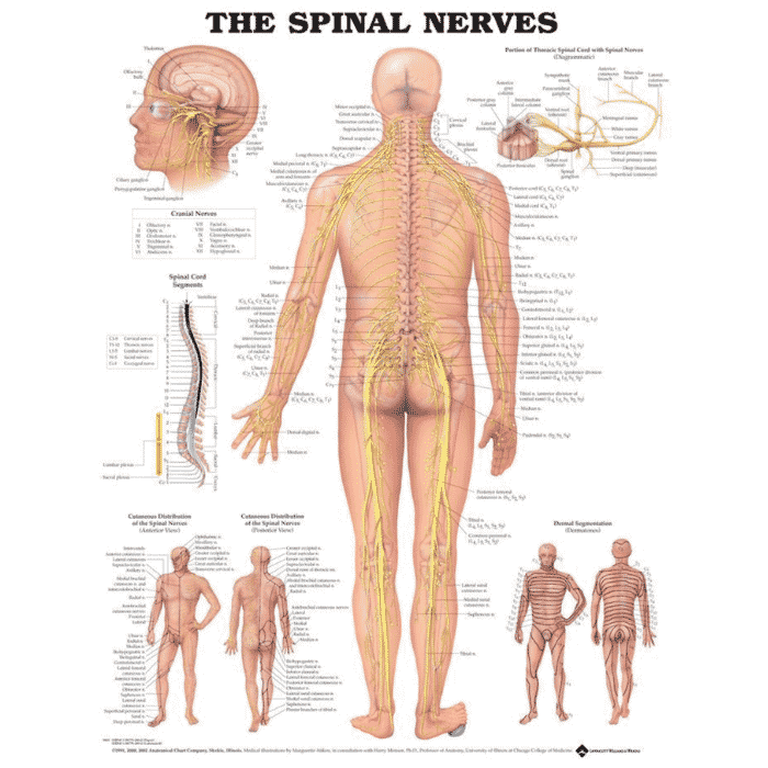 The Spinal Nerves Wall Chart