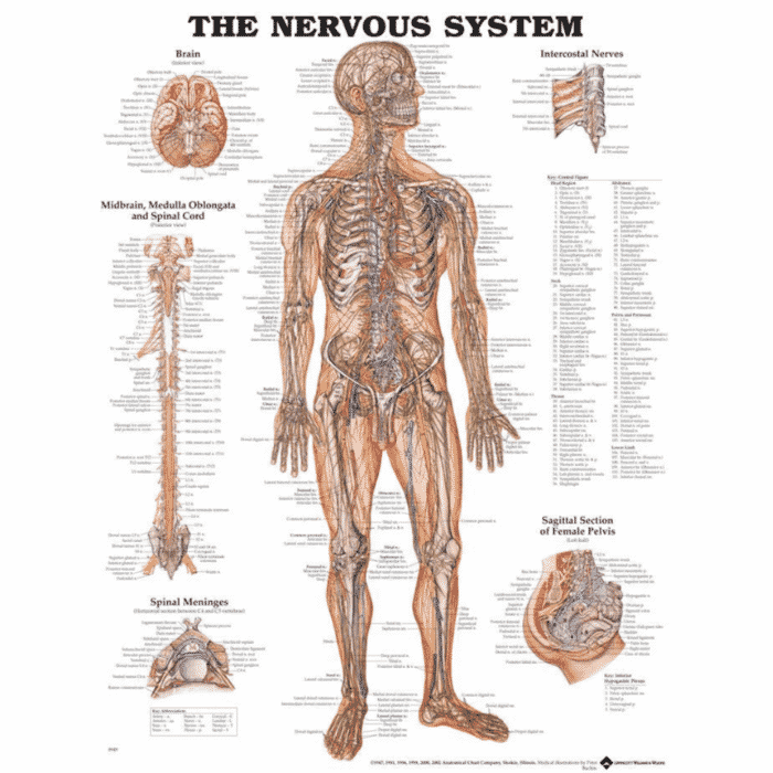 The Nervous System Wall Chart