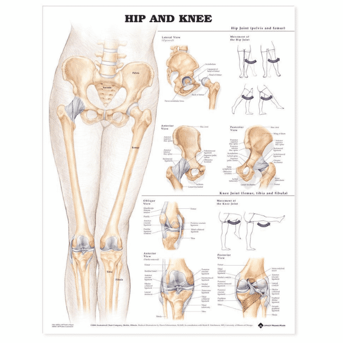 Hip and Knee Wall Chart