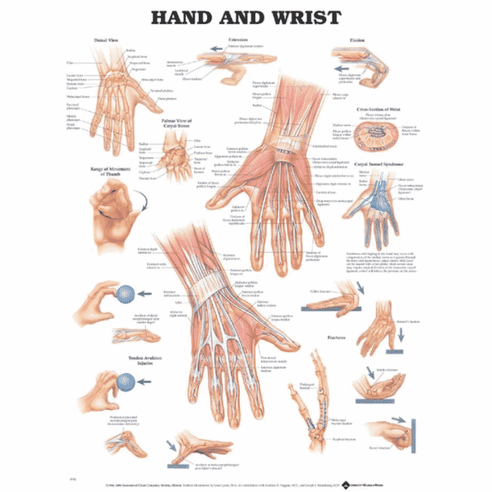 Hand and Wrist Wall Chart