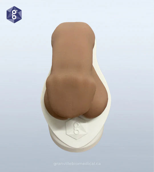 Atlas™ Men’s Health Anatomy Model