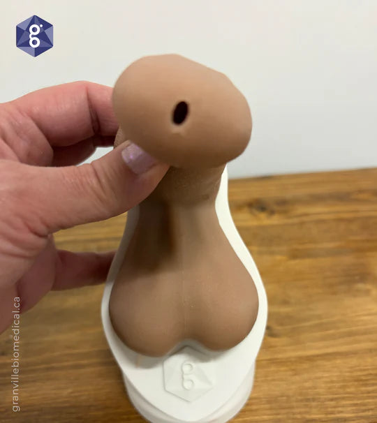 Atlas™ Men’s Health Anatomy Model
