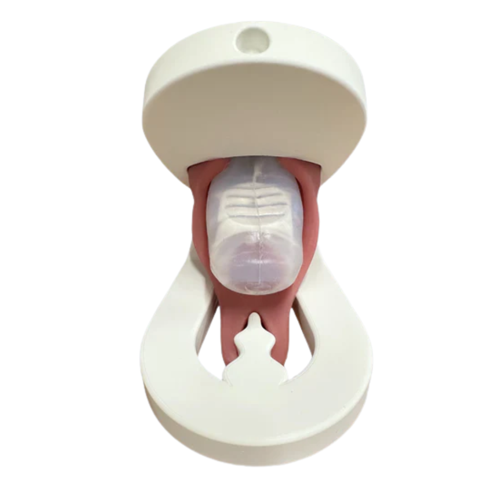 Lily™ Pelvic Floor Levator Ani Pelvic Model