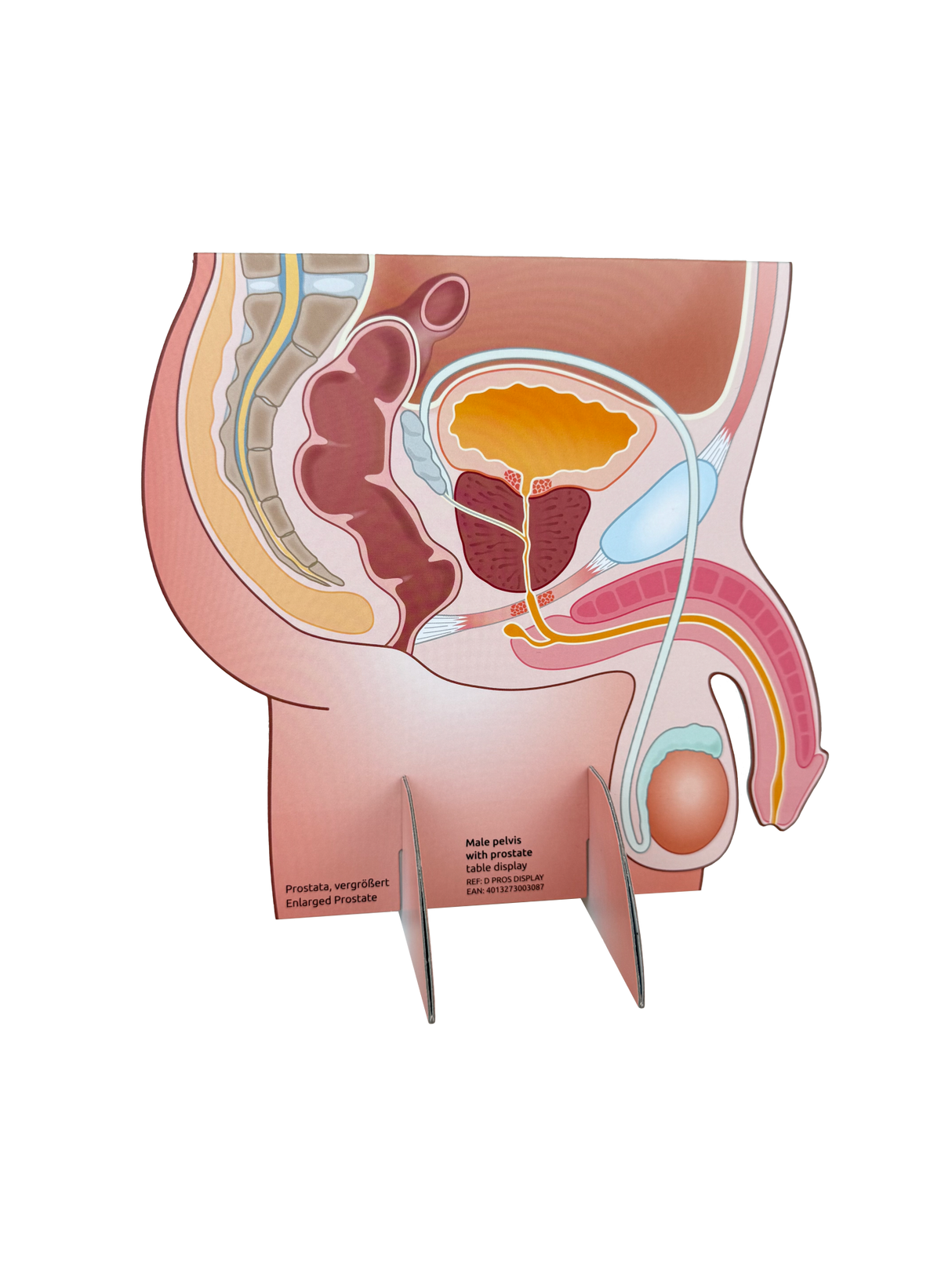 Prostate Display Diagram