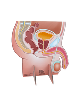 Prostate Display Diagram
