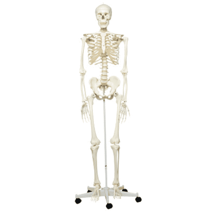 Mr. Plain Skeleton Model