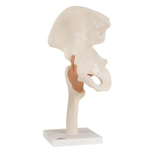 3B Scientific Anatomical Functional Hip Joint Model | Remington Medical