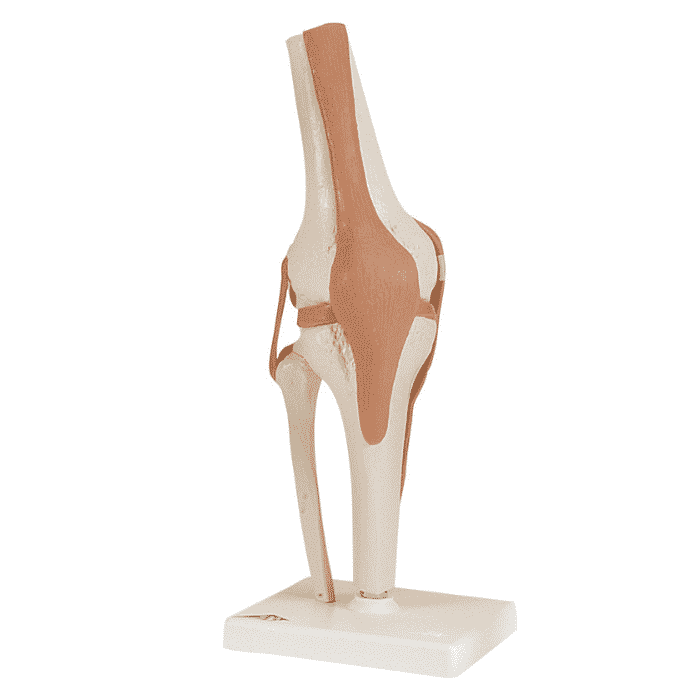 3B Scientific Functional Knee Joint Model