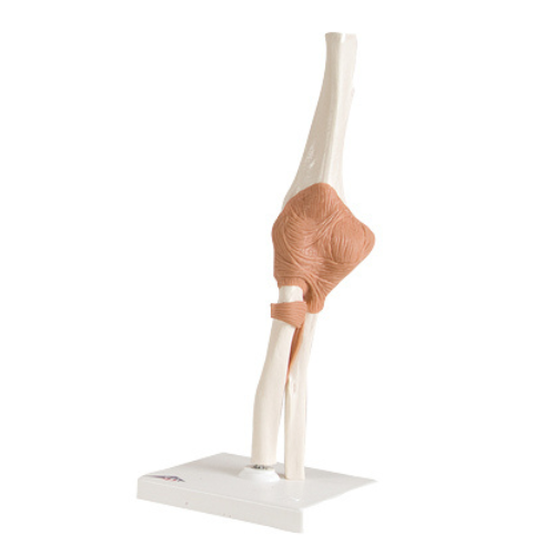 3B Scientific Anatomical Functional Elbow Joint Model