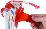 Muscled Shoulder Joint Model W/ Rotator Cuff