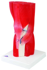 Muscled Knee Joint Model