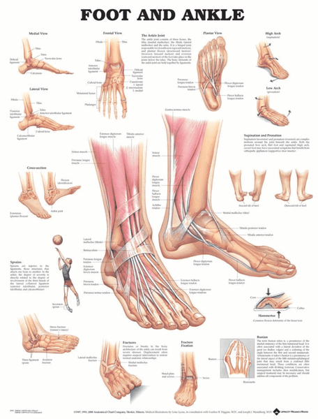 健康・医学 Anatomy of the Foot and ankle Screen-Shot-2019-07-19-at-12.