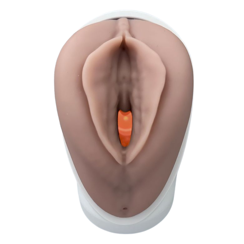 Venus Pelvic Floor Training Model