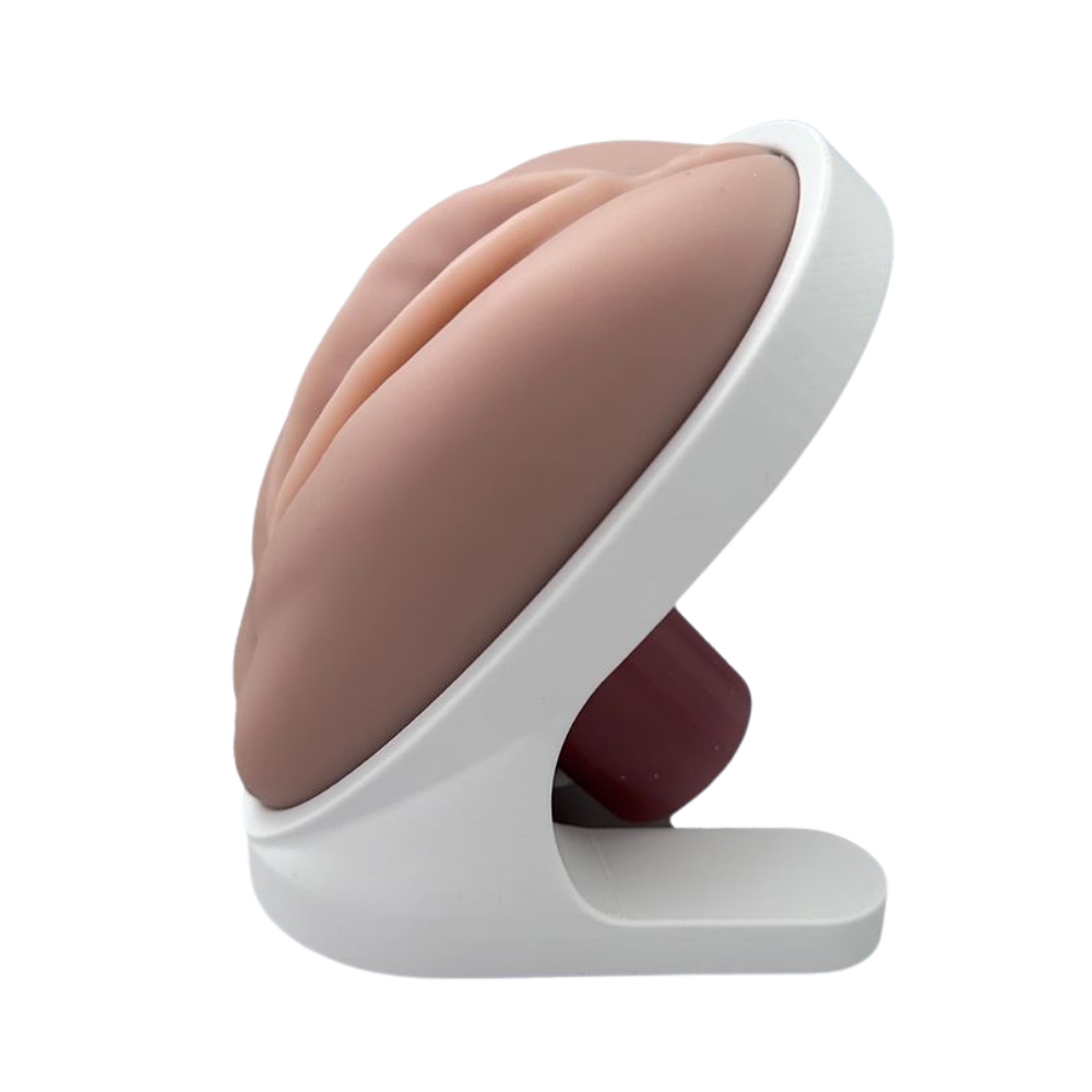 Venus Pelvic Floor Training Model