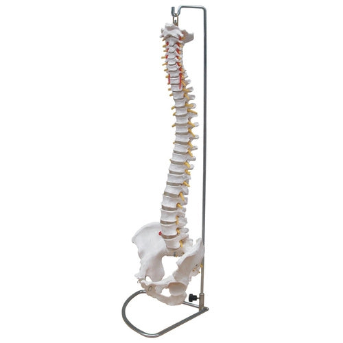 Budget Vertebral Column